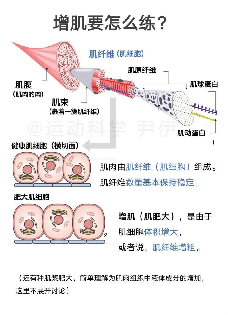 增肌那些事儿：肌肉如何变身大块头