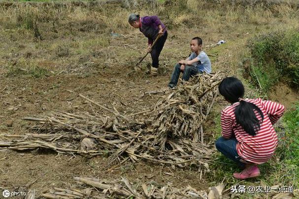 儿子翻耕母亲弃田，游戏界的新星崛起？扯谈！