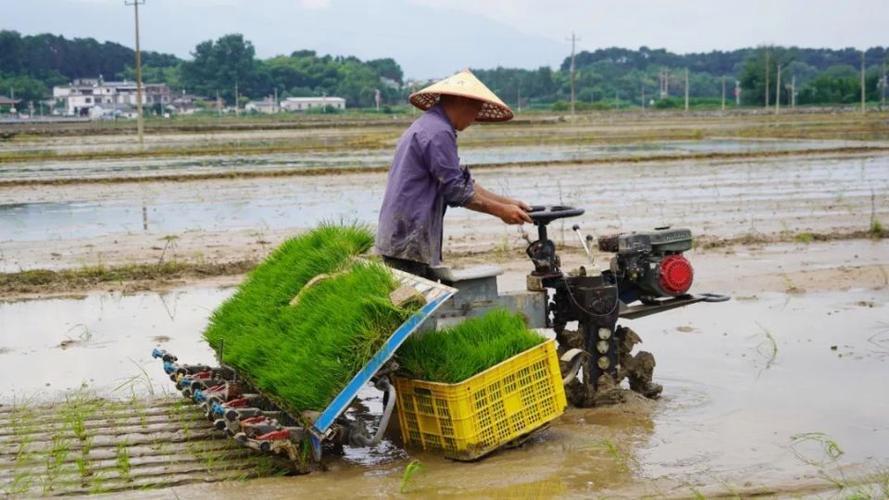 《游戏界的插秧革命:民间智慧解锁新姿势》