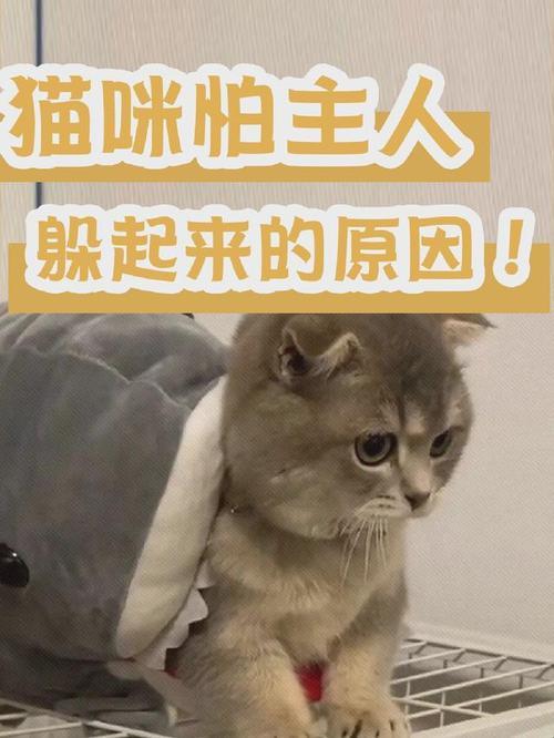 《疯猫闯关，我却在找北：游戏界的尴尬日常》