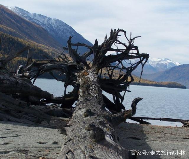 “卡苏拉神庙，枯木成堆，幽默感爆棚的探险之旅”