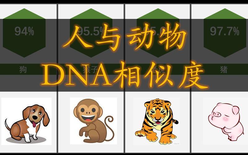 《基因狂欢：猪DNA与人类DNA相似度引发的笑谈》